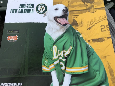 Oakland A’s 2019-2020 SGA Pet Player Wall calendar Athletics Chapman Piscotty Cover