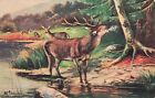 Animal Elk Deer Vintage Art Postcard Unposted