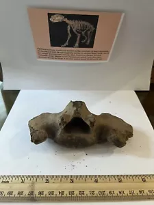 Panthera spelaea cueva asiática L. columna vertebral 10.000++ años de antigüedad 5,5” CS 311 - Imagen 1 de 4