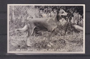 QUEENSLAND, DINGO, LONE PINE, BRISBANE, c1930 real photo ppc., unused. - Picture 1 of 1