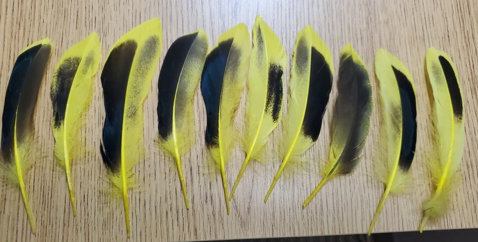 Lote de 10 plumas de pluma de ala de pato mallardo doméstico teñido de 5" Foto 1 de 1