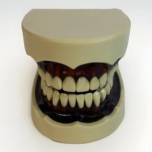 Dental Typodont Model with Articulator – Full Mouth Teeth – Used - Picture 1 of 8