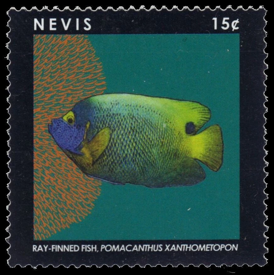 NEVIS 1770 - Pez con aletas radiadas "Pomacanthus xanthometopon" (pb55062) Foto 1 de 1