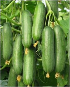Beit Alpha Cucumber Seeds, Persian or Lebanese Cucumber, Burpless, FREE SHIPPING