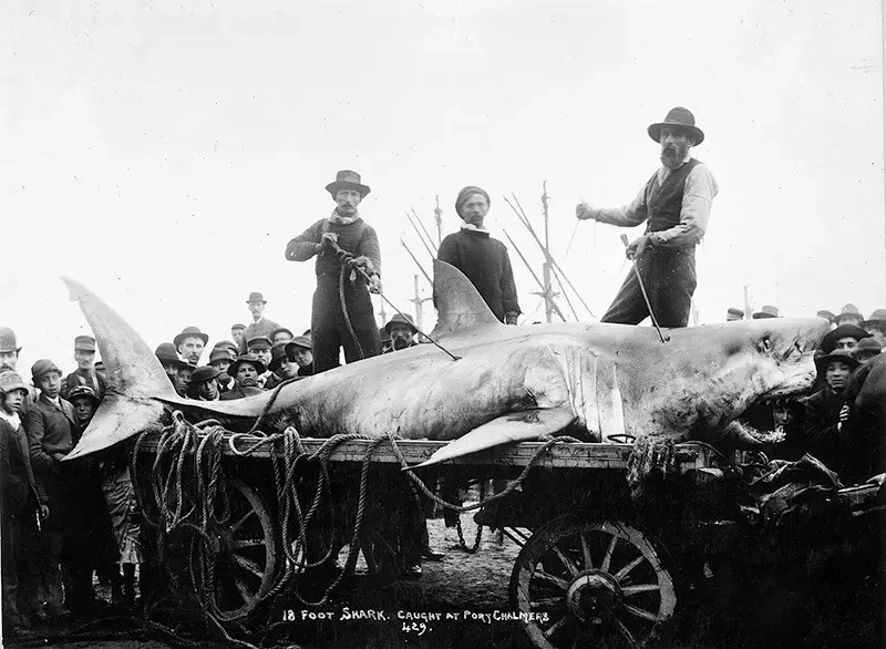 shark caught at Port Chalmers, New Zealand, ca 1900. Photo8.5x11 Paper Luster - Image 1 of 1