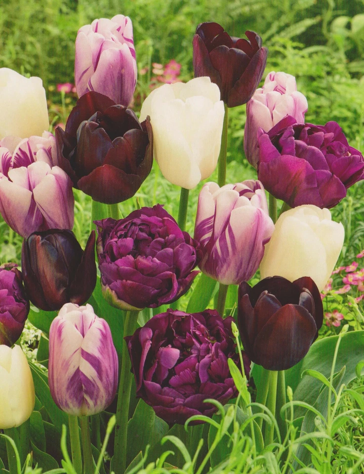 50 Tulpenzwiebeln weiß/lila/schwarz gemischt Tulpen Lieferbar ab 9.9. - Bild 1 von 1