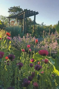 4x6 postcard Garden at dawn Green Hope Farm Meriden, NH - Picture 1 of 2