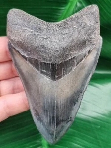 11,0 cm affilatrice dente del megalodonte - Foto 1 di 10