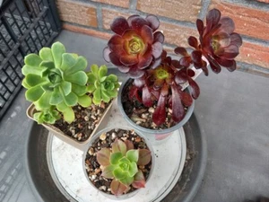 Sukkulenten 3er Aeonium Mix für Anfänger - Bild 1 von 5