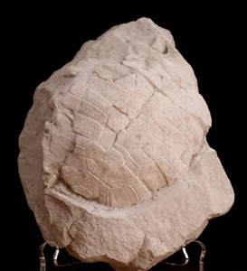 Oligozän Schildkröte fossile Badlands South Dakota Stylemys nebrascensis - Bild 1 von 6