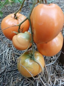 Pomodoro a cuore di bue Ashabad dall'Asia centrale Oxheart Tomato 5+ semi - P... - Foto 1 di 2
