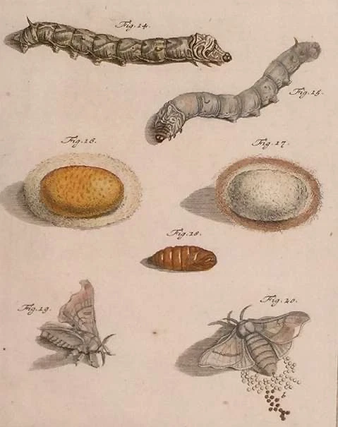 Orig. Kupferstich: "Nachtfalter mit Raupe" Rösel von Rosenhof ca. 1758 - Bild 1 von 2