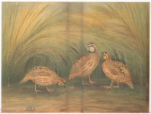 Antigua litografía de aves de caza de Gerard Rutgers Hardenbergh, ¡bien! Años 1800 2/2 - Imagen 1 de 8