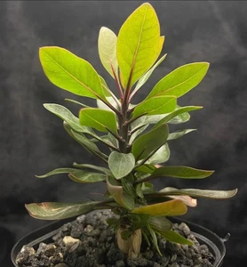 1cm Rare liveSucculent Plant Fouquieria fasciculata WYSIWYG Boutique Caudex - Picture 1 of 3