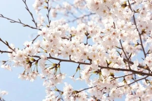 5 Yoshino Cherry Tree Seeds Flowering Japanese Ornamental Prunus Flowers - Picture 1 of 24