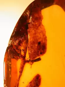 Very RARE Large Tropical Leaf with Stem Insect in Dominican Amber Fossil Gem - Picture 1 of 12