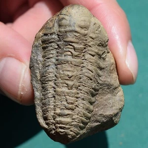 Acastoides Gamonedensis Trilobite Fossil – Devonian Era collectible (Bolivia) - Picture 1 of 9