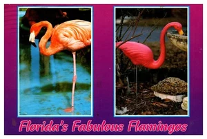 postcard Continental Florida's Fabulous Flamingos double picture A4780 - Picture 1 of 2