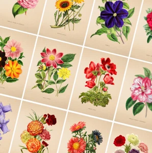 Vintage Flower Prints - Antique Posters - Botanical Wall Art Floral Gift Idea - Picture 1 of 51