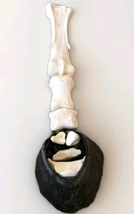Pata de caballo pezuña huesos caballo veterinaria ciencia ayuda educación anatomía decoración del hogar  - Imagen 1 de 1