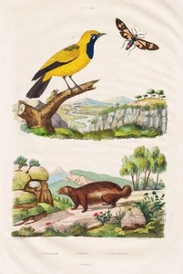 Vielfraß GULO GULO Papillon Oiseau OISEAUX Acier Gravure Guerin-Meneville 1835 - Bild 1 von 1