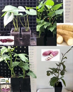 4x Sweet potato Plants 4 Types (1 Each). - Picture 1 of 5