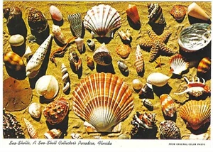 Postal vintage cromada Florida Sea Shells Collector's Paradise - Imagen 1 de 2