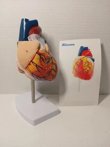 Anatomisches Herzmodell Lebensgroß Menschliches Herz Modell Anatomie verwendet für medizinische E... - Bild 1 von 6