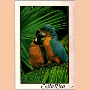 Postcard Costa Rica Blue and Gold  Macaws Araaruna - Imagen 1 de 4