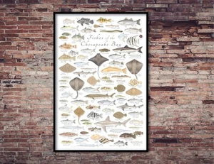 24x36 Fishes of the Chesapeake Bay poster - Val Kells Nature Prints - Picture 1 of 4