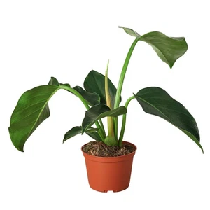 Philodendron 'Congo Green' - Imagen 1 de 5