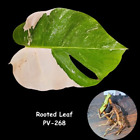 High Variegated Monstera Albo Cutting-White Monstera-Us Seller-Same Leaf-Pv-268