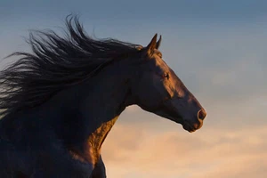 FIELTRO Fotomural CABALLO (4326S) Cuerno Correr Galope Animales Melena Puesta de sol - Imagen 1 de 1