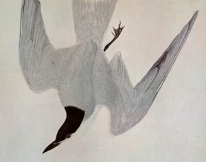 John James Audubon Birds GULL-BILLED TERN piatto vintage libro d'arte 210 - Foto 1 di 3
