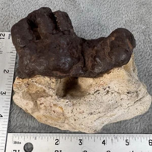 Goethit Limonit Konkretion auf Kalkstein Mineral 2,2 Pfund kostenloser Versand - Bild 1 von 10