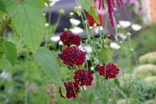 Garten-Skabiosen / Witwenblume * Scabiosa * bunt * 30 Blumensamen * handverlesen