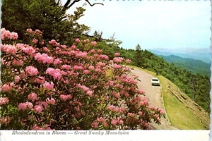 Rhododendron in Bloom, Great Smoky Mountains National Park, Tennessee Postcard - Picture 1 of 2