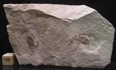 Two Miocene Fossil Pea Crabs Pinnixa Galliheri Monterey Fm San Luis Obispo CA - Image 1 of 4