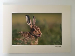 ORIGINAL Photo Spring Hare by Simon Litton signed mounted A4 - Picture 1 of 4