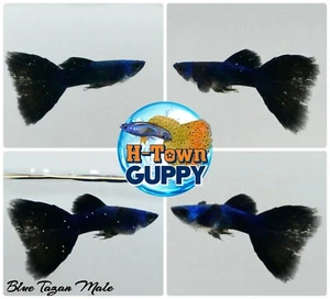 MALE ONLY x2 - Live Aquarium Guppy Fish High Quality - Blue Moscow - USA Seller - Picture 1 of 1