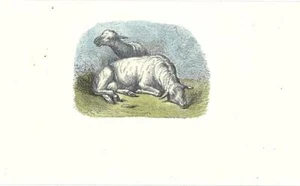 Antiker Druck SCHAFE RUHEN AUF EINER WIESE Miniatur 1859 Old antique print - Bild 1 von 1