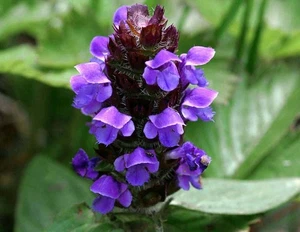 1000-10.000 semillas de Prunella Vulgaris Heal All Self Heal - Imagen 1 de 2