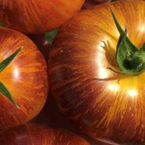 Alice's Dream Tomato Seeds - Picture 1 of 1
