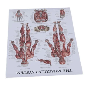 Muscle Anatomy Poster Color Human Muscle Chart for Classrooms Clinics Gyms Home - Picture 1 of 12