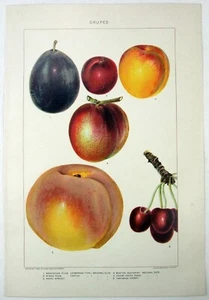 Drupes - Original 1902 datierte Chromo-Lithographie von J Bien. Pflaume Pfirsich Kirsche - Bild 1 von 2