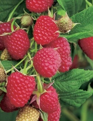Everbearing Raspberry "Heritage" cutting for rooting and propagation - Image 1 of 4