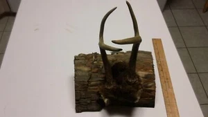 Taxidermia de cola blanca montada en madera 5 puntos PA106 - Imagen 1 de 4
