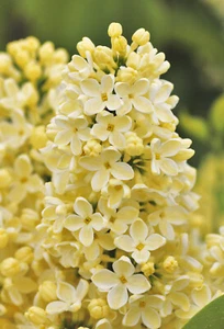 Edelflieder - Syringa vulgaris `PRIMROSE´ - als Busch in der Höhe 60-80 cm - Bild 1 von 5