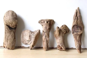 Treibholz Schwemmholz Driftwood 5 kleine Hölzer Terrarium Dekoration 10-21 cm - Bild 1 von 13
