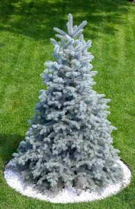 50 Colorado BLUE SPRUCE Tree Picea Pungens Glauca Christmas Tree Silver Seeds - Picture 1 of 20